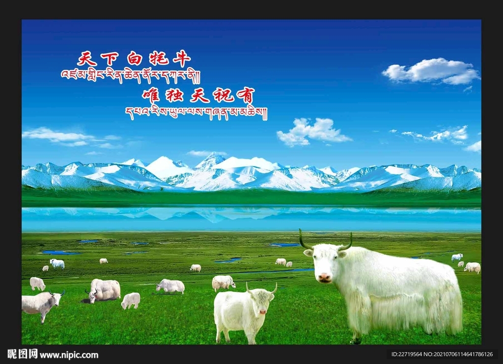 牦牛肉海报 