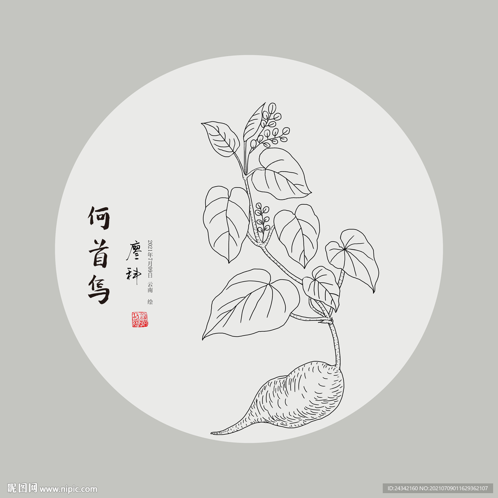 手绘何首乌