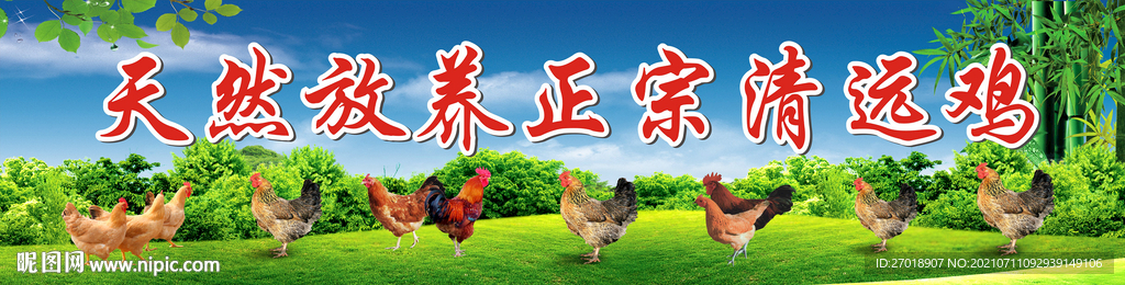 天然放养正宗清远鸡