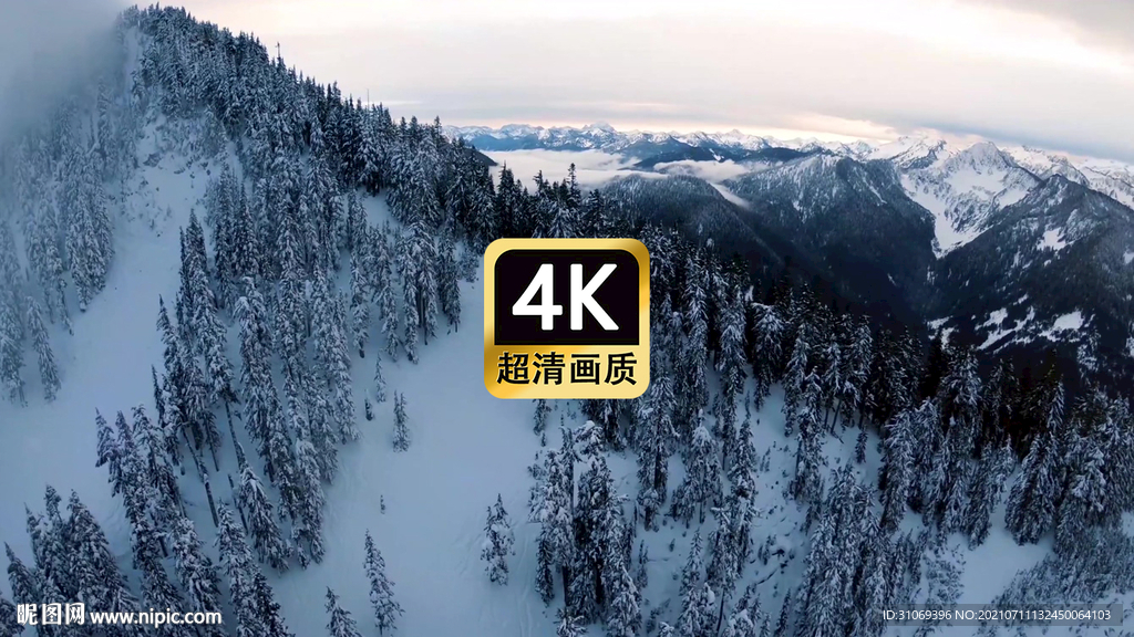 短视频素材航拍雪山松林美景