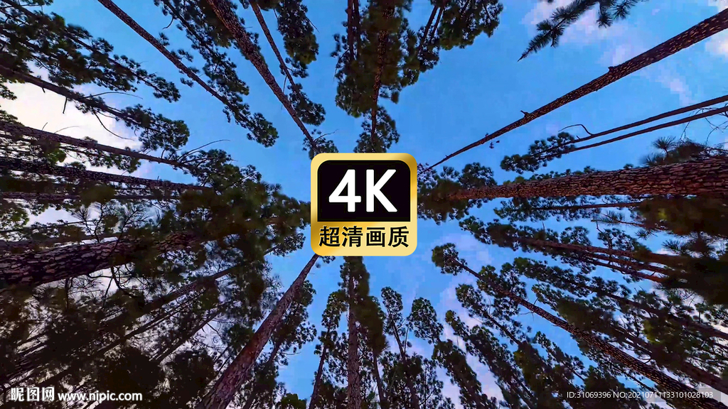 短视频素材仰拍密林树顶美景