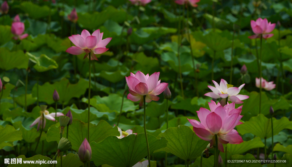 夏天池塘盛开的粉红色荷花