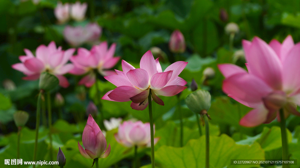 夏天池塘盛开的粉红色荷花