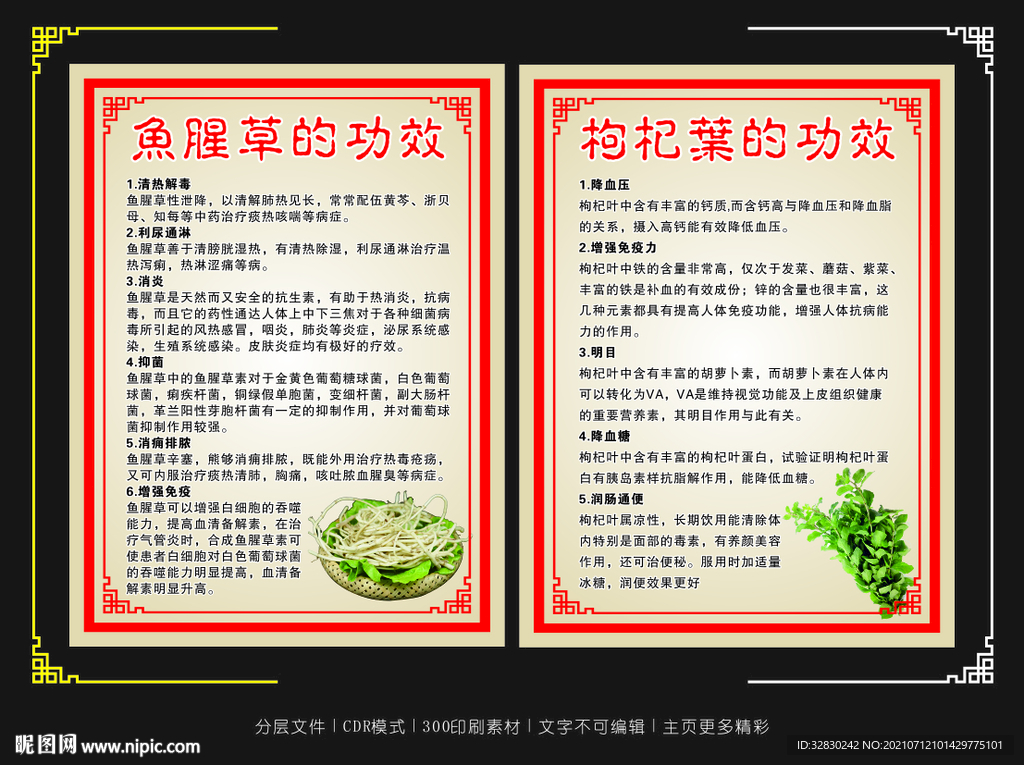 鱼腥草
