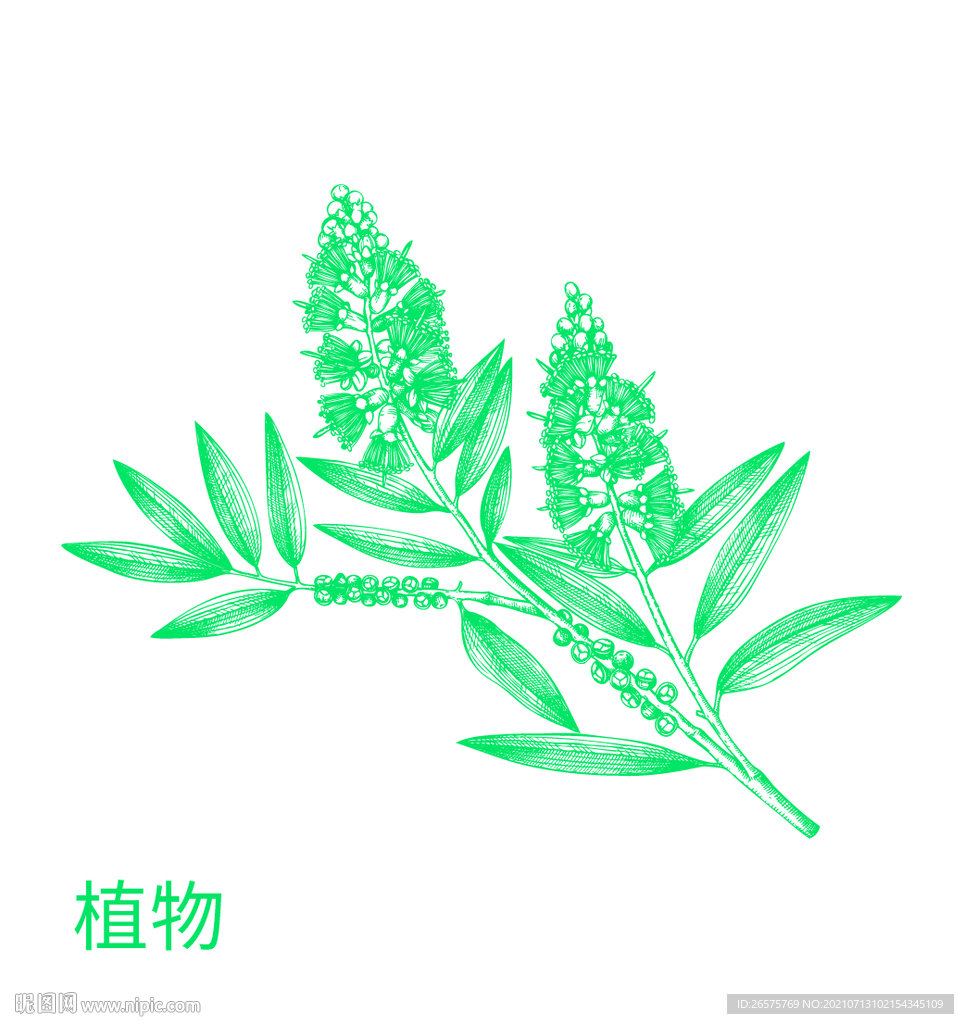 草本植物