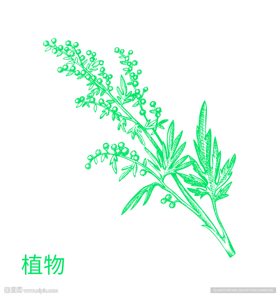 植物