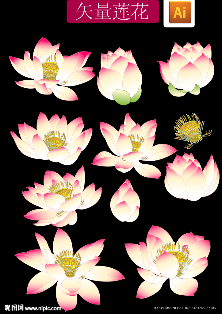 工笔画莲花