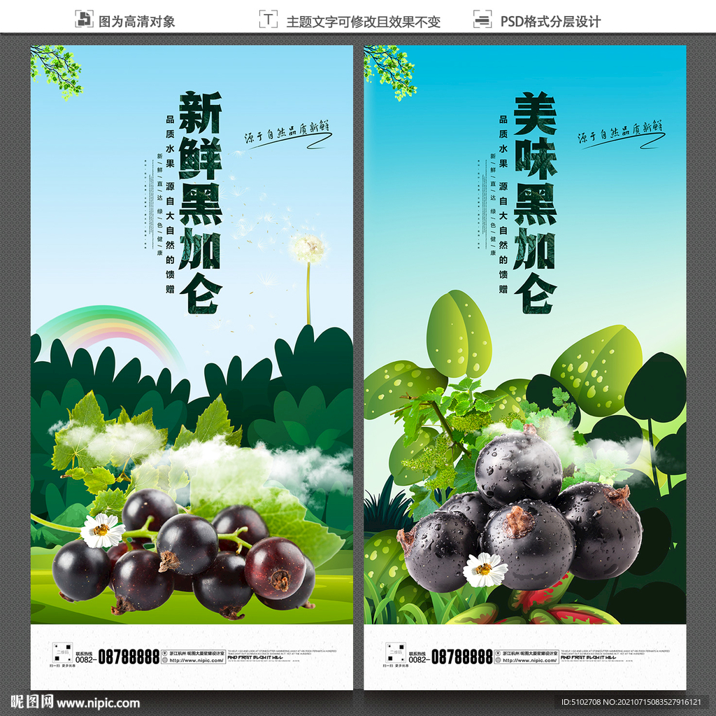 黑加仑