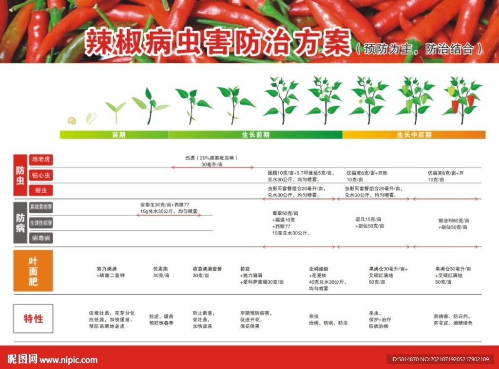 辣椒各生长期用药指导图