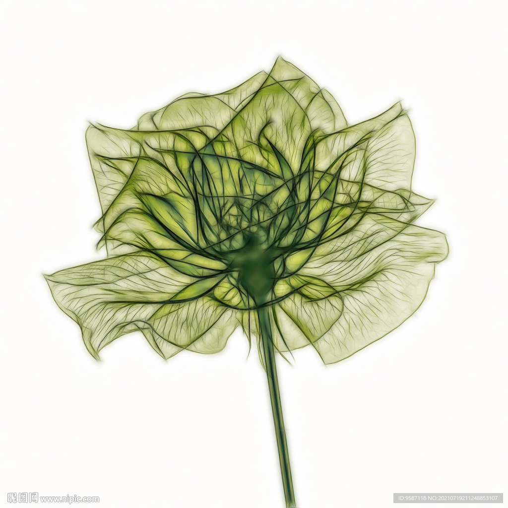 透明的花