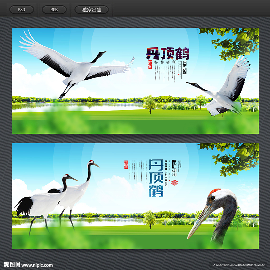 丹顶鹤