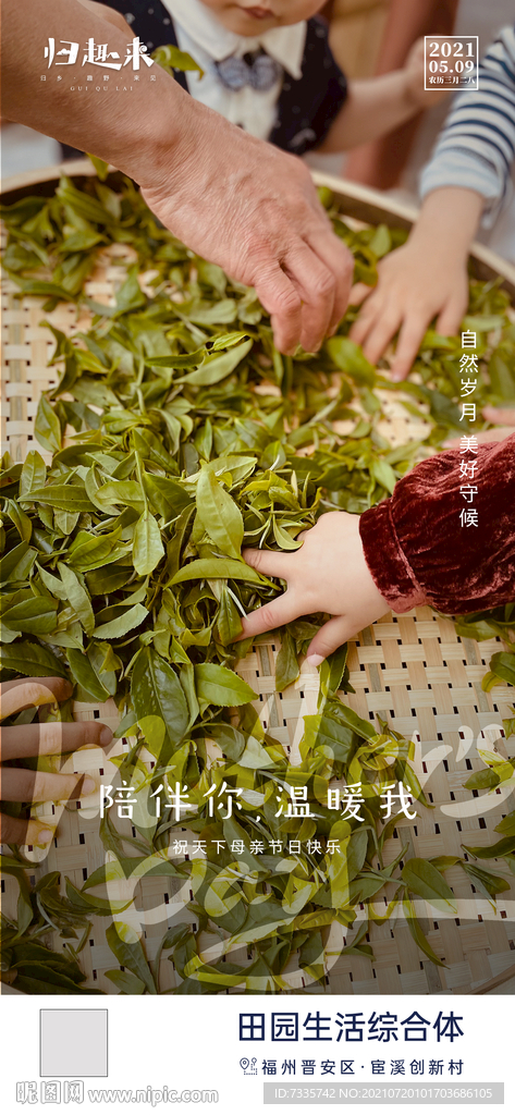 母亲节采茶海报