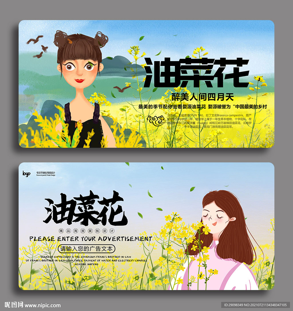 油菜花