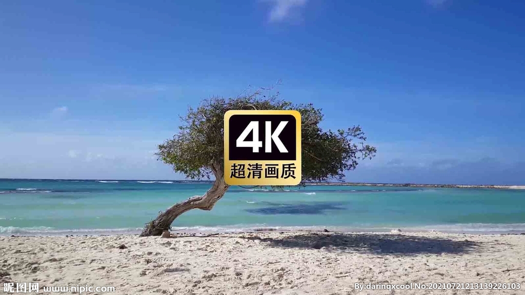 短视频素材延时视频沙滩上的树木