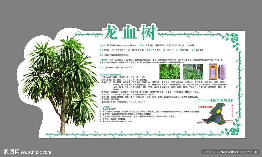 龙血树异形牌