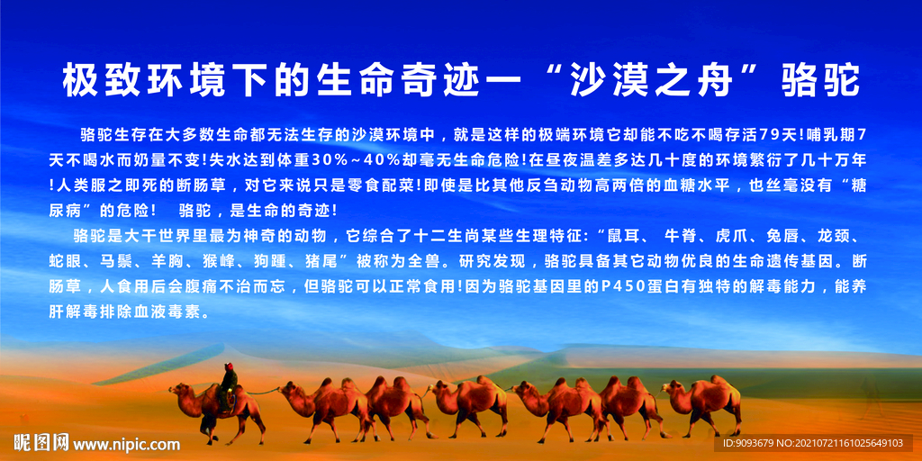 驼奶介绍 羊驼介绍