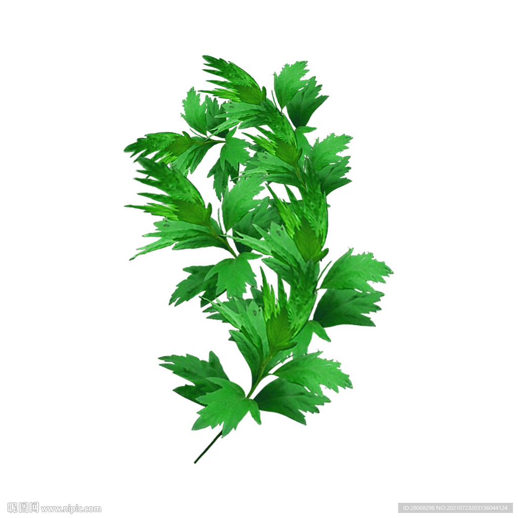 绿色植物