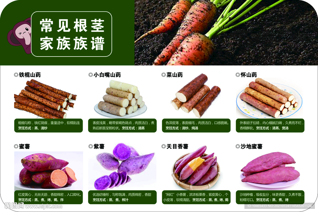 常见根茎山药