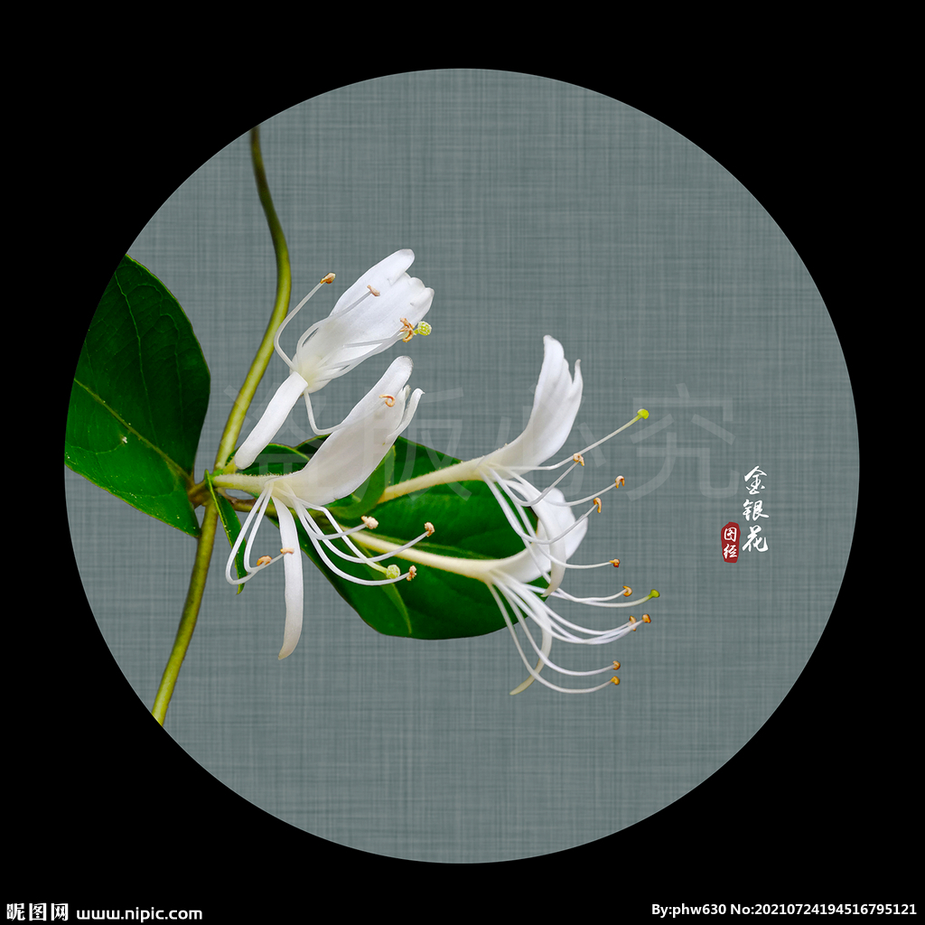 金银花