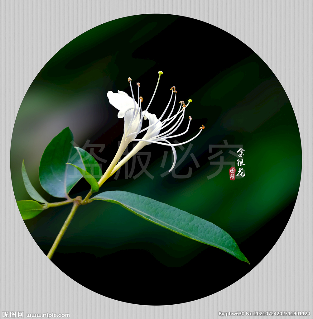 金银花