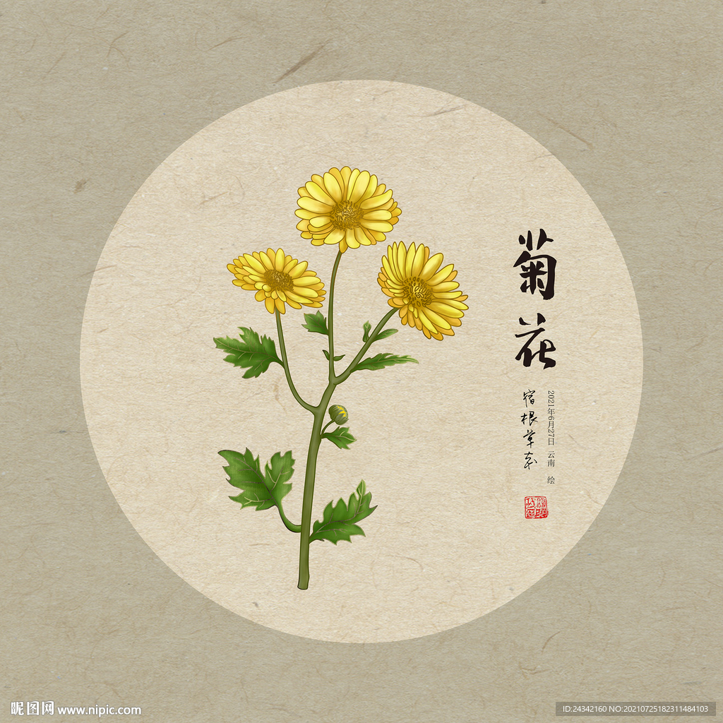 手绘菊花