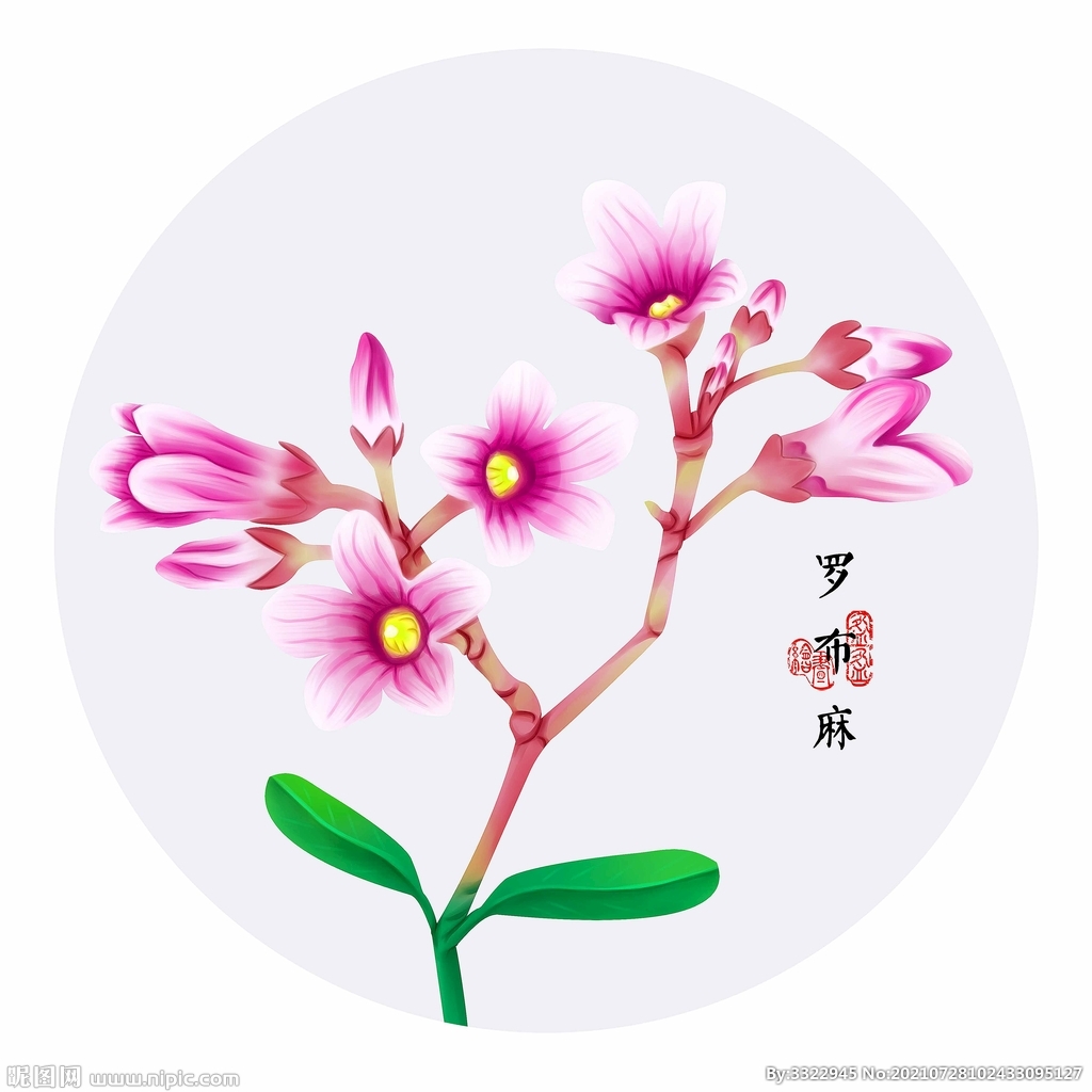 手绘罗布麻