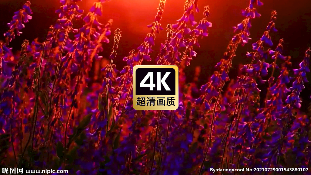 夕阳中的薰衣草