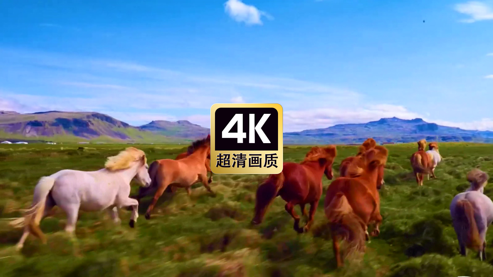 唯美素材草原上奔跑的马群