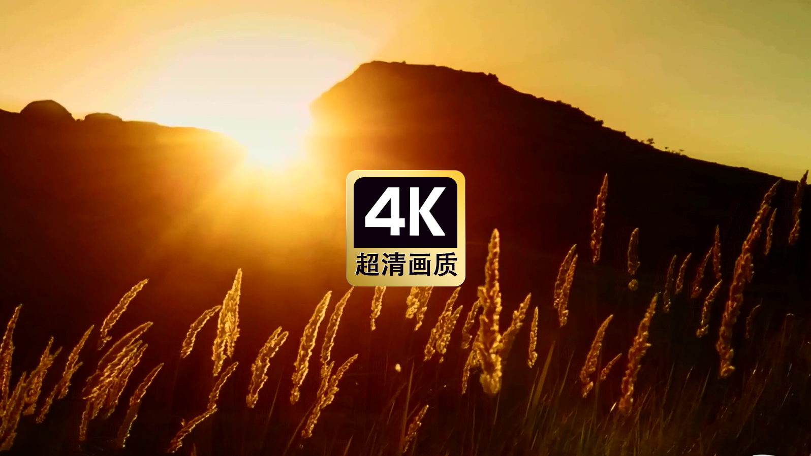 短视频素材夕阳下的草丛