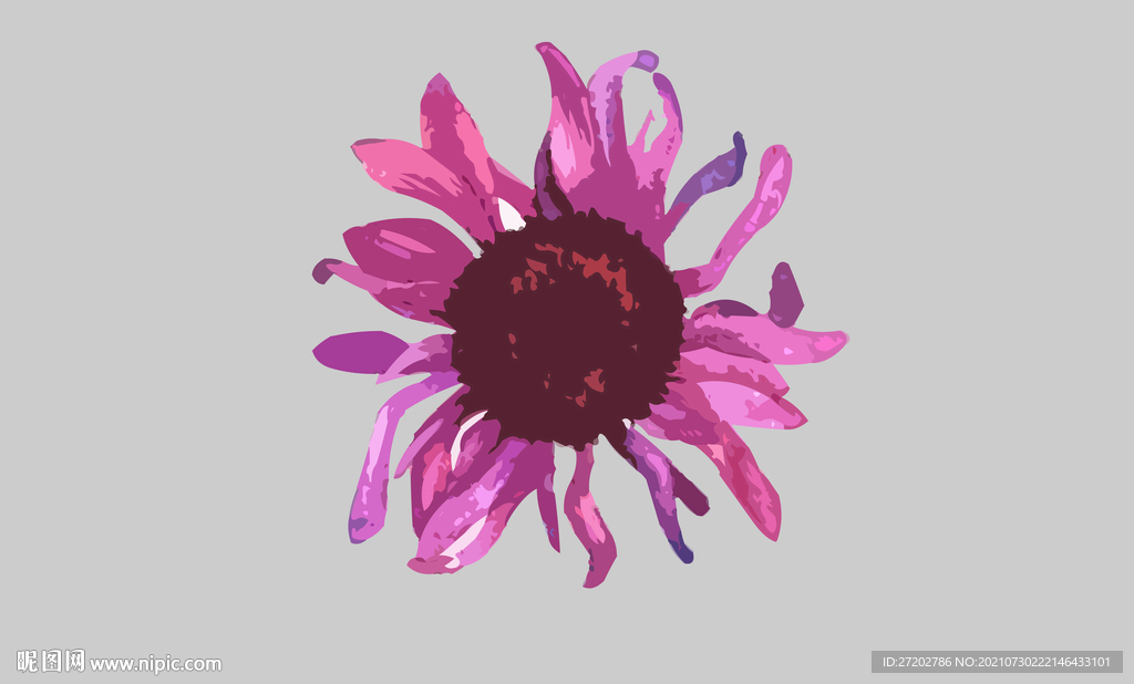 紫色菊花