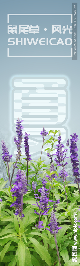 鼠尾草紫色花卉PS素材