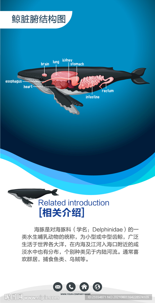 鲸解剖图