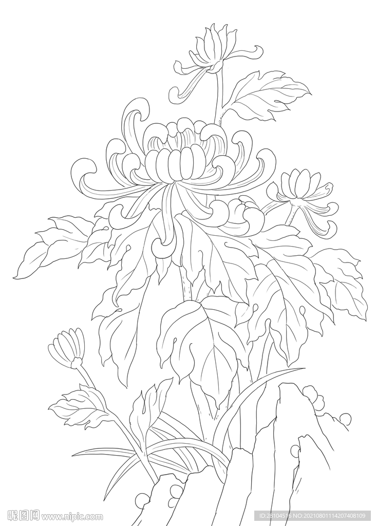 菊花