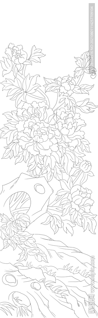 牡丹花