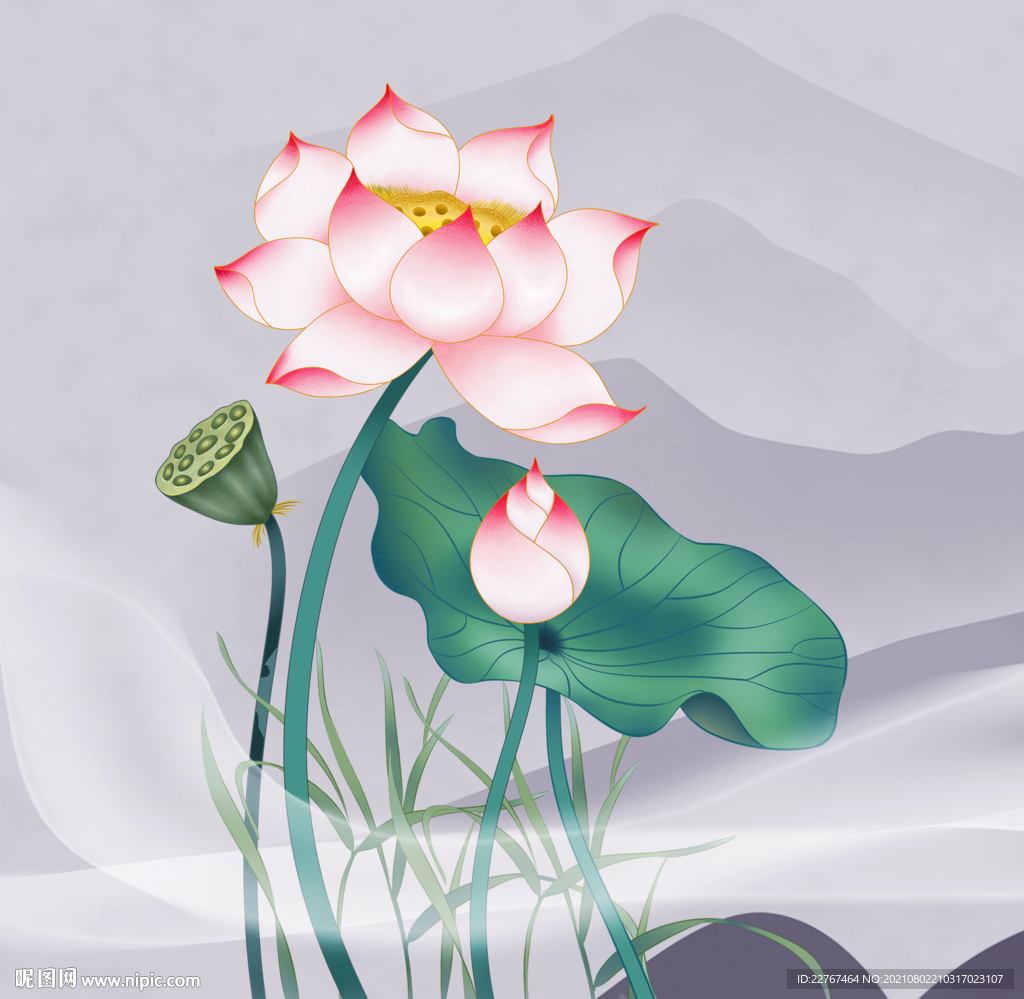 荷花