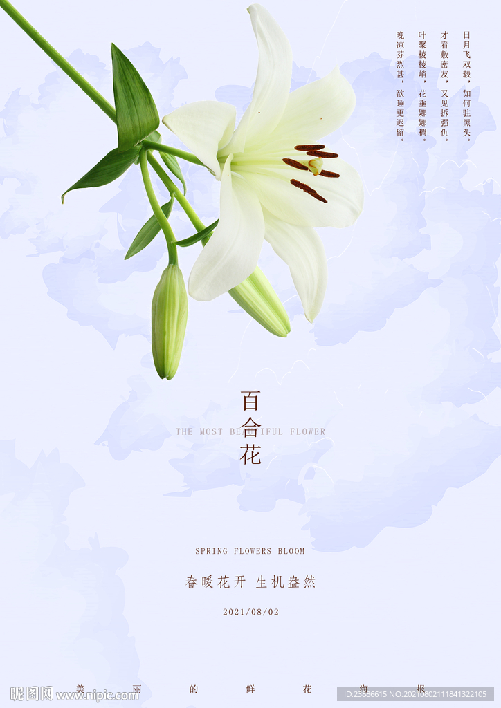 百合花 花卉 花朵 