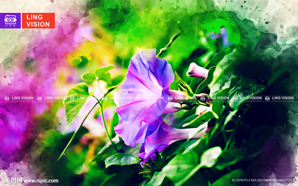牵牛花