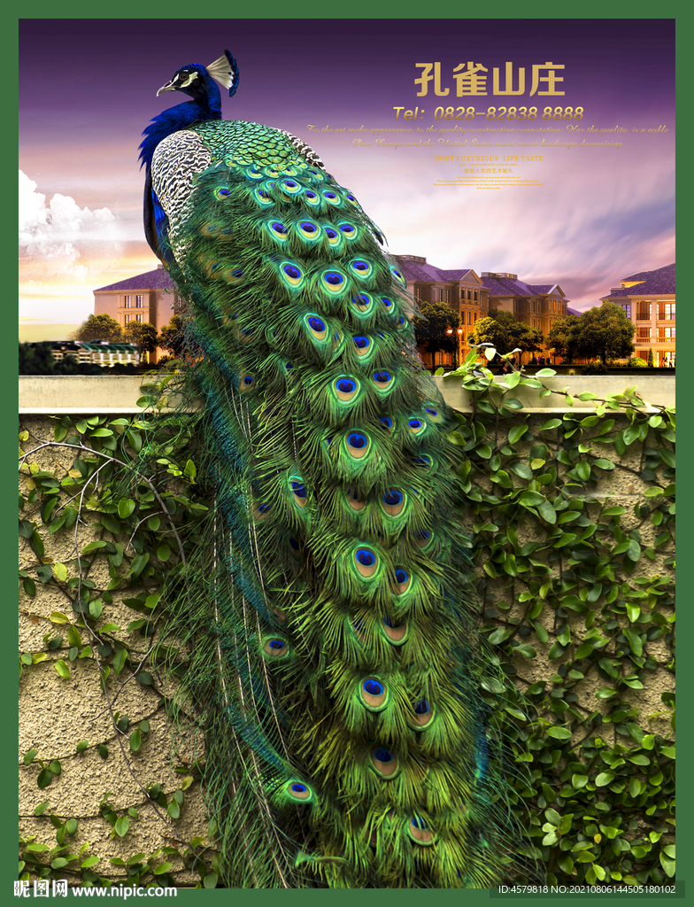孔雀 海报
