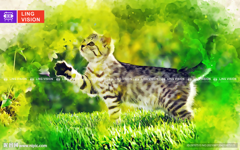 猫