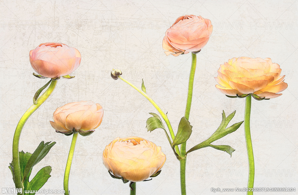 花朵手绘插画装饰画