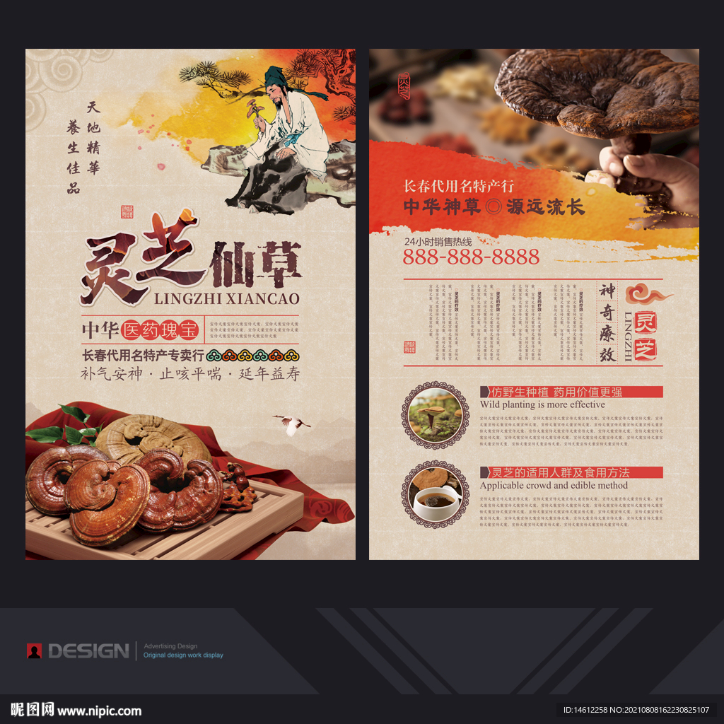 灵芝