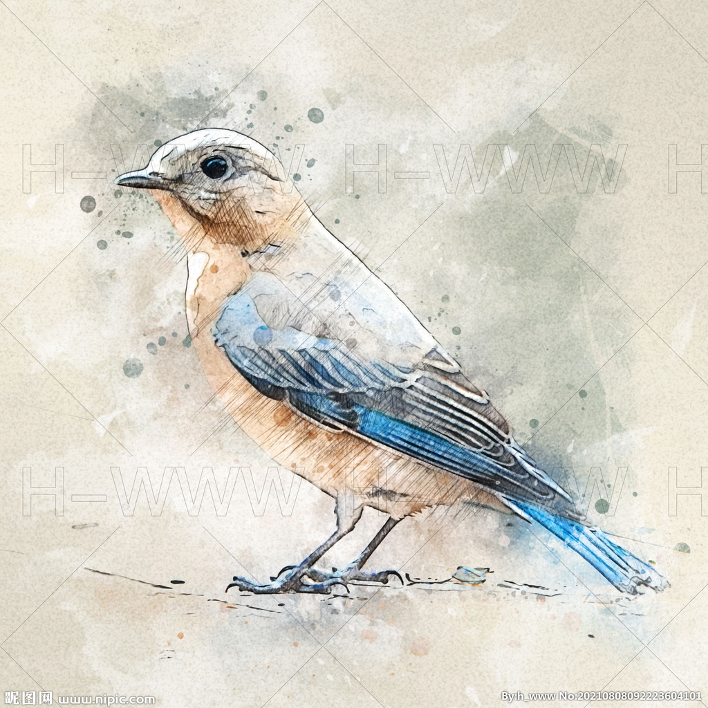 鸟插画彩铅绘画手绘效果