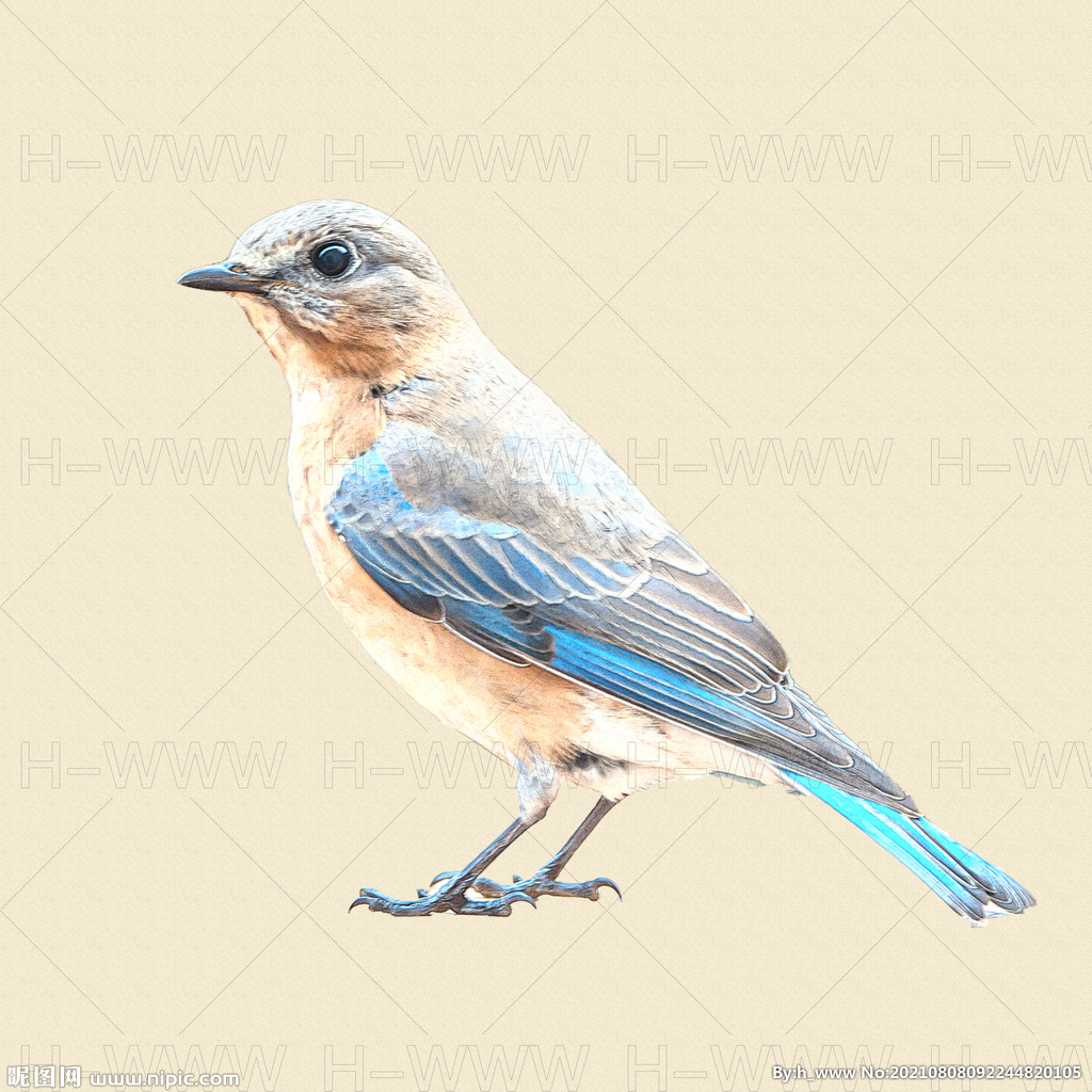 鸟插画绘画彩铅手绘效果
