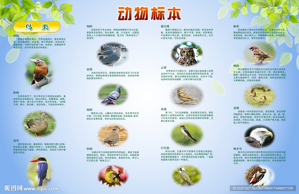 科学生物展板