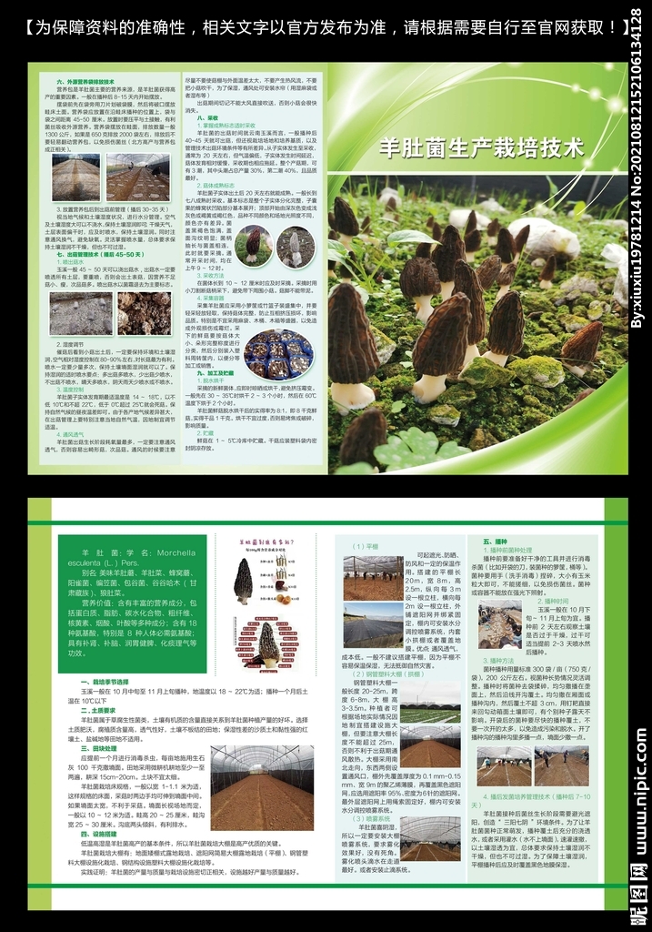 羊肚菌生产栽培技术