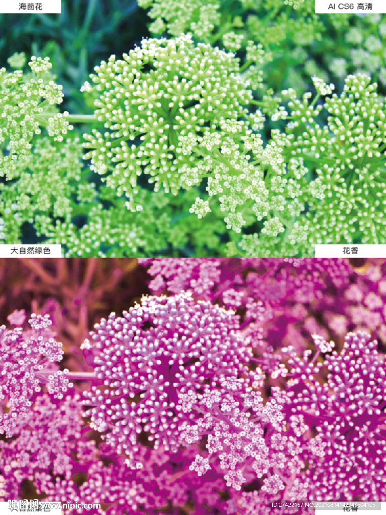 海茴花大自然绿色紫色