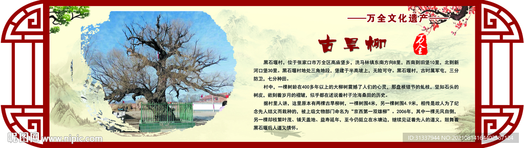 古旱柳