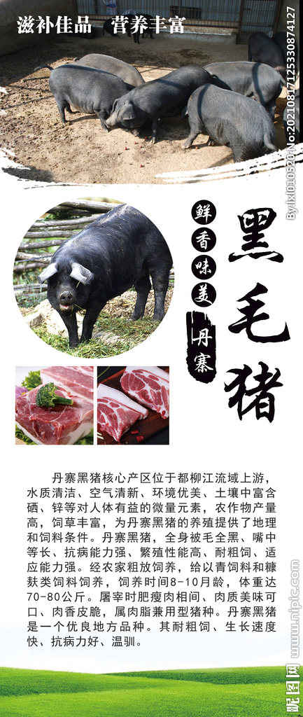 黑毛猪