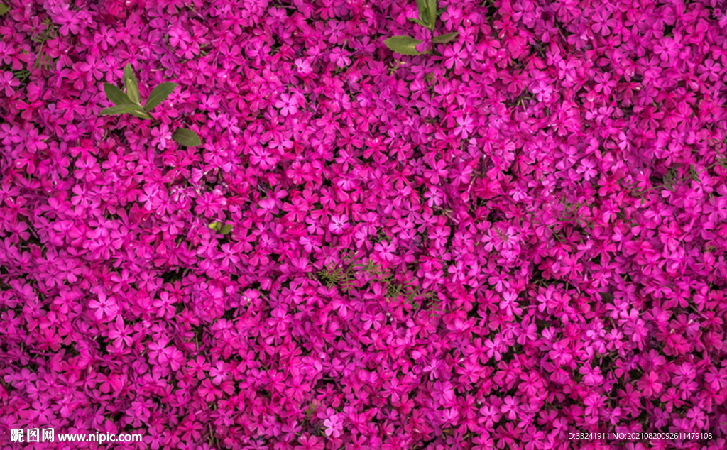 小红花