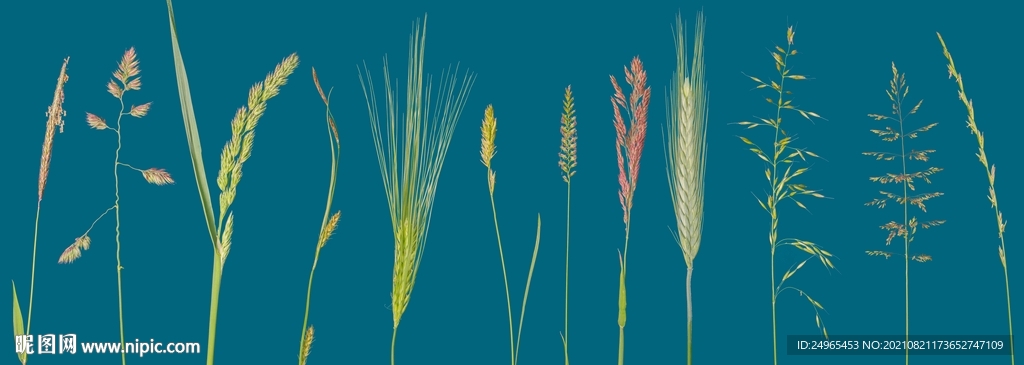 草本农田植物